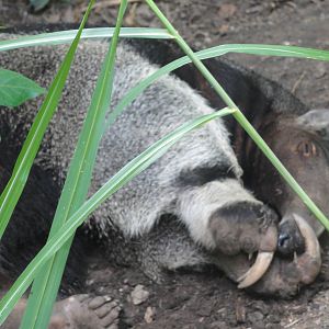 Bronx Zoo: July 2016