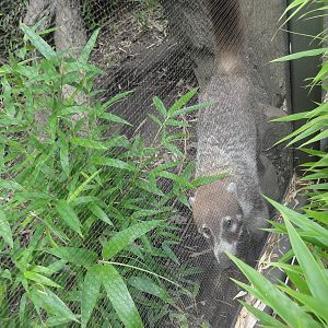 Bronx Zoo: July 2016