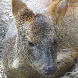 Bronx Zoo: July 2016