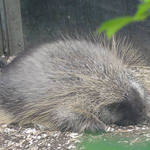 Bronx Zoo: July 2016