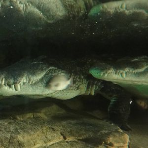 Bronx Zoo: July 2016