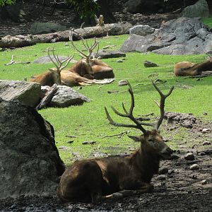 Bronx Zoo: July 2016