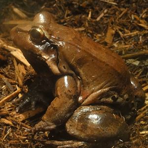 Central Park Zoo: July 2016