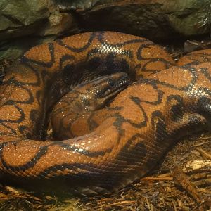 Central Park Zoo: July 2016