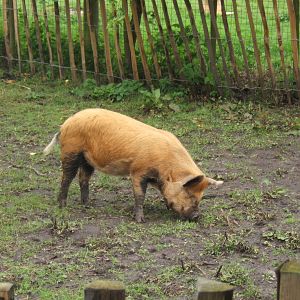 Kune kune Pig