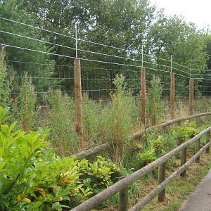 Fence to keep the Vietnamese Sika in