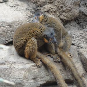 Bronx Zoo: July 2016