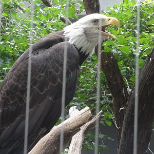 Bronx Zoo: July 2016