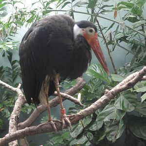 Bronx Zoo: July 2016