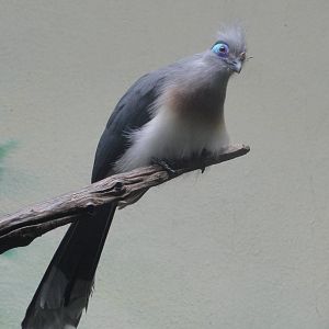 Bronx Zoo: July 2016