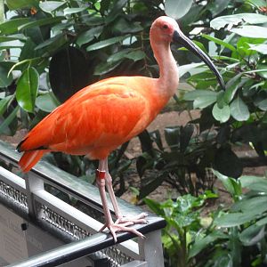 Bronx Zoo: July 2016