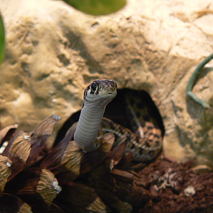 Garter Snake - 29 August 2016, Askham Bryan Wildlife and Conservation Park