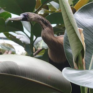 Bronx Zoo: July 2016