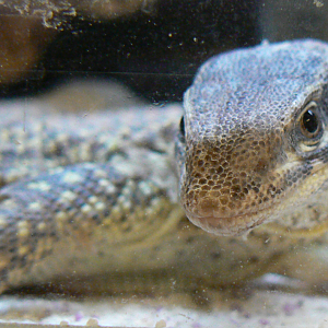 Spiny-tailed Monitor - 29 August 2016, Askham Bryan Wildlife and Conservati
