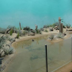 Bronx Zoo: July 2016