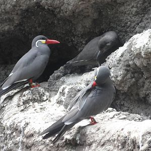 Bronx Zoo: July 2016