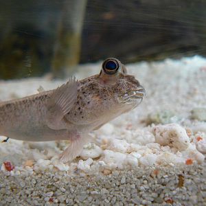 Mudskipper Sp. - 29 August 2016, Askham Bryan Wildlife and Conservation Par