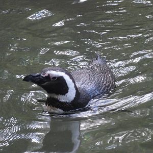 Bronx Zoo: July 2016