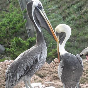 Bronx Zoo: July 2016