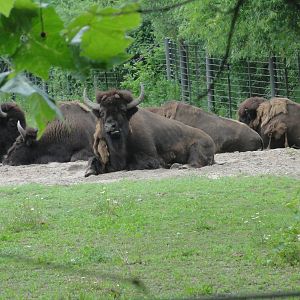 Bronx Zoo: July 2016