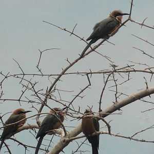 Bronx Zoo: July 2016