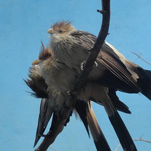 Bronx Zoo: July 2016