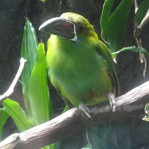 Bronx Zoo: July 2016