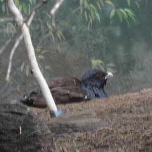 Bronx Zoo: July 2016