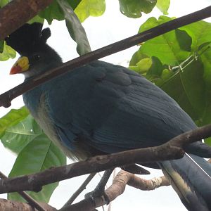 Bronx Zoo: July 2016