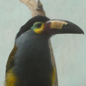 Bronx Zoo: July 2016