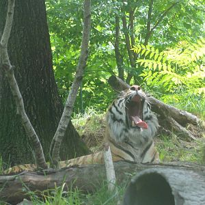 Bronx Zoo: July 2016