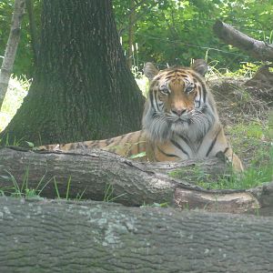 Bronx Zoo: July 2016