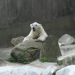 Bronx Zoo: July 2016