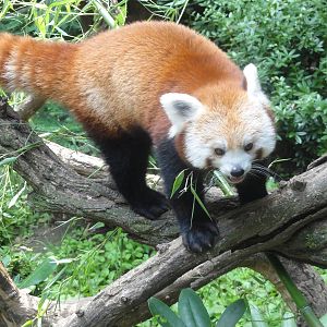 Bronx Zoo: July 2016