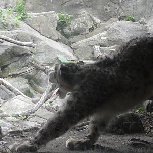 Bronx Zoo: July 2016