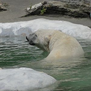 Bronx Zoo: July 2016