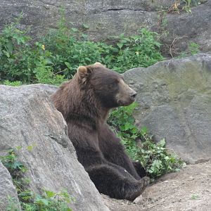 Bronx Zoo: July 2016