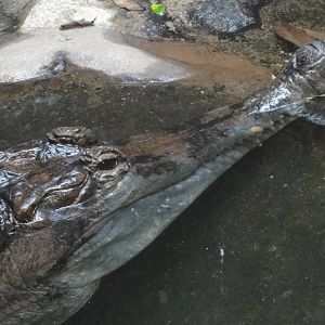 Bronx Zoo: July 2016