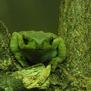 Bronx Zoo: July 2016