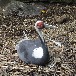 Central Park Zoo: July 2016