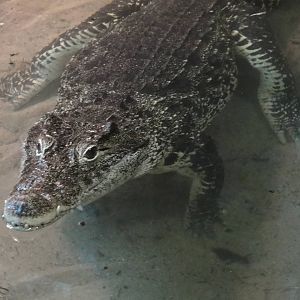 Bronx Zoo: July 2016