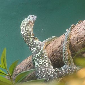 Bronx Zoo: July 2016