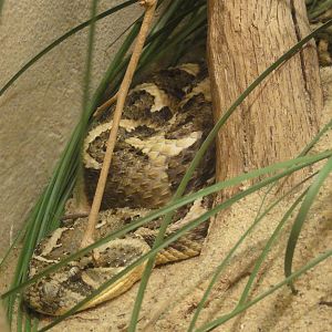 Bronx Zoo: July 2016