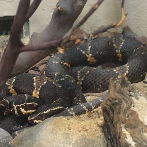 Bronx Zoo: July 2016