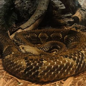 Bronx Zoo: July 2016