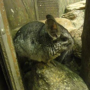 Bronx Zoo: July 2016