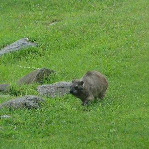 Bronx Zoo: July 2016