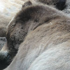 Central Park Zoo: July 2016