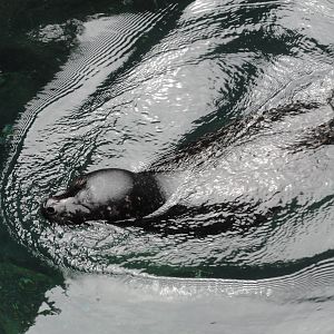 Central Park Zoo: July 2016