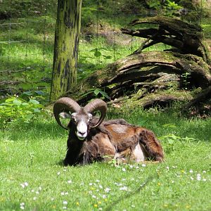 Mouflon